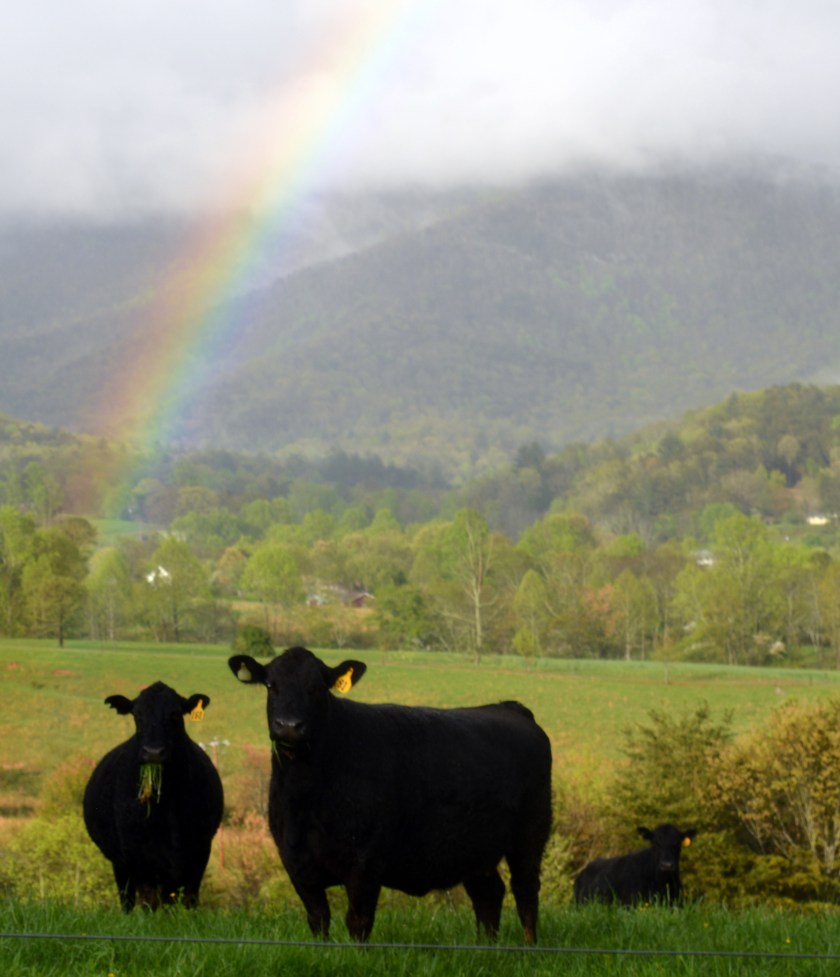 cows and rainbow